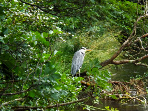 Heron on the River